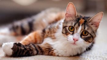Oscar, el gato que anticipa las muertes en un geriátrico y ya tiene más de 100 aciertos