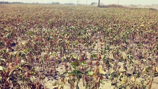 Declaran la emergencia agropecuaria por sequía en el este salteño
