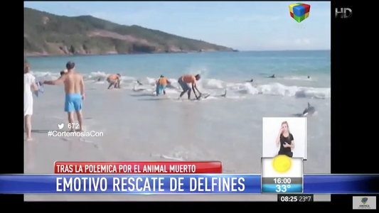 Emotivo rescate de delfines en Brasil