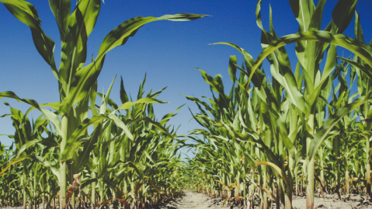 Un productor entrerriano necesita en promedio 4.800 kilos de maíz por hectárea para cubrir costos