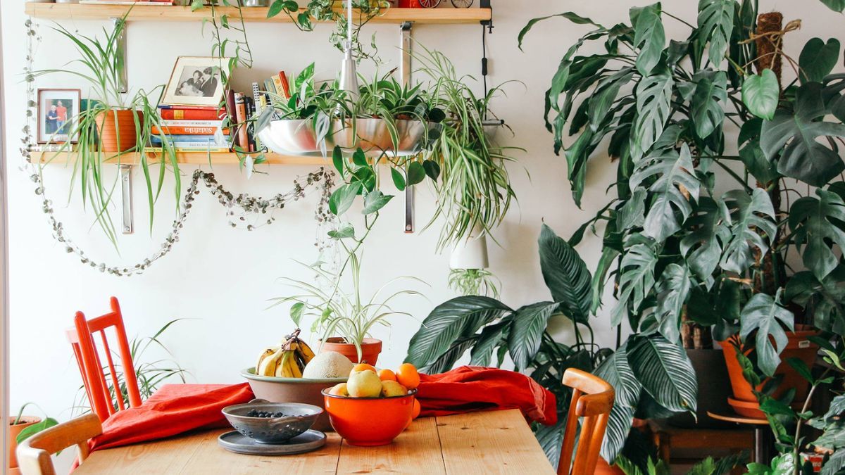 Cinco plantas resistentes ideales para departamentos peque&ntilde;os.