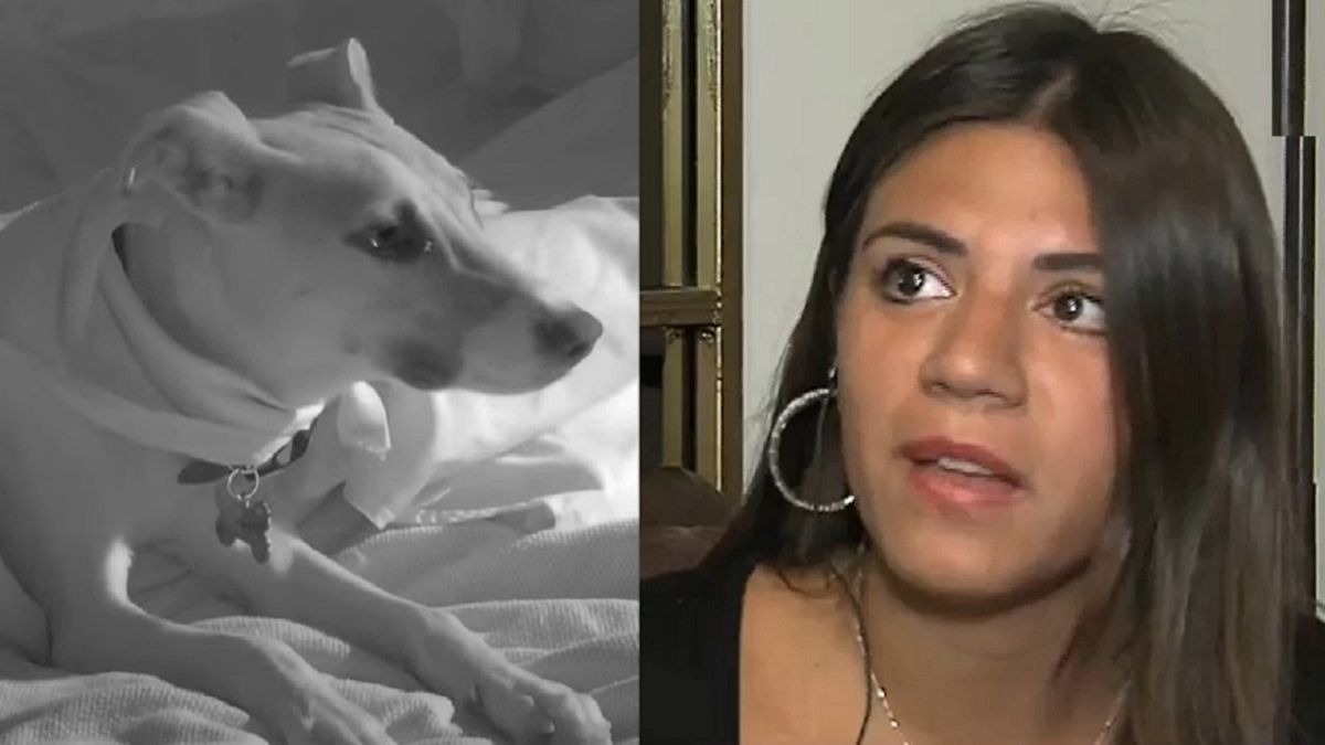 Desesperado pedido de los rescatistas de Arturo, el perro de Gran Hermano: Está ante situaciones de violencia