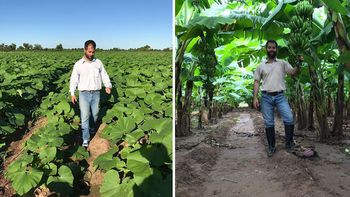 ¿Por qué casi no hay bananas argentinas? Desde Salta apuntan a los planes sociales y a la falta de políticas sectoriales