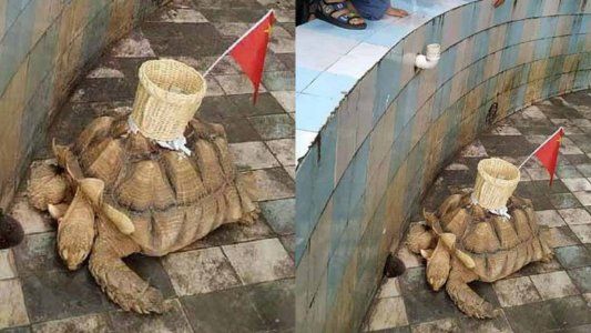 Un zoológico chino pegó una canasta sobre una tortuga para que le lancen monedas de la suerte