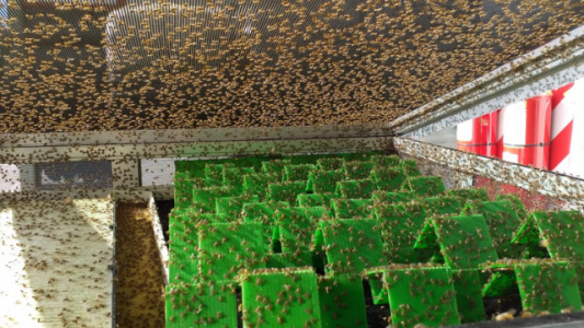 Producción de moscas: el negocio por dentro