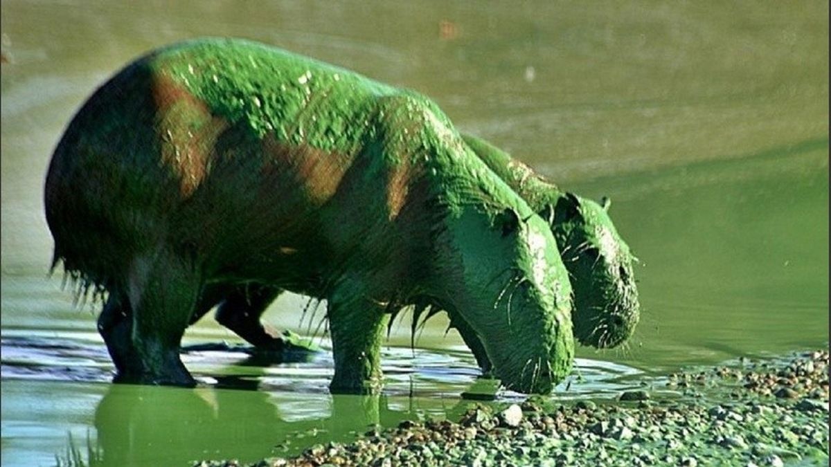 Carpinchos verdes en Uruguay: la explicación de qué les está pasando a los animales en el río