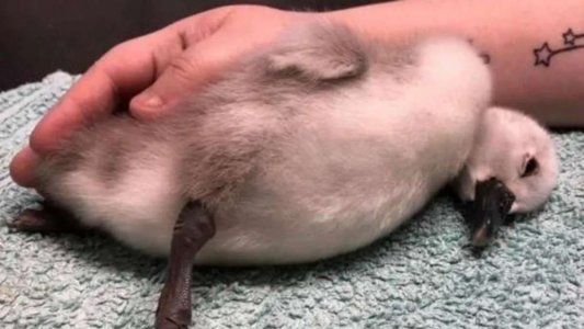 Runner pateó a cisne bebé y le provocó un daño cerebral severo