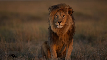 Siniestro: un zoológico pide donaciones de mascotas para alimentar a los tigres y leones