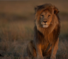 Siniestro: un zoológico pide donaciones de mascotas para alimentar a los tigres y leones