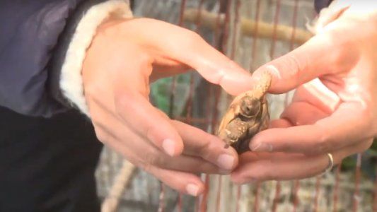 Maltrato animal: vendían animales vivos y congelados para consumo