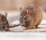 Cómo prevenir la presencia de ratas y lauchas en los hogares durante el verano