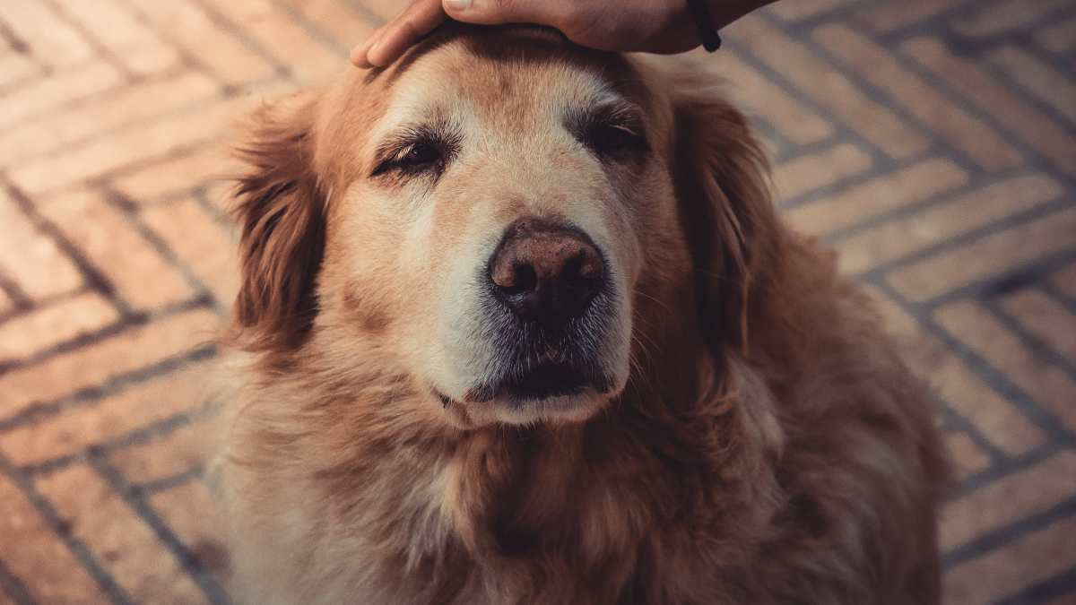 Qu&eacute; significa que una persona siempre acaricie a los perros ajenos, seg&uacute;n la psicolog&iacute;a