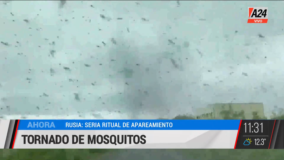 Impresionante: se formaron tornados de mosquitos en Rusia. (Captura de Tv)