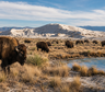 Fracasaron al plantar árboles y soltaron 50 bisontes en un desierto abandonado
