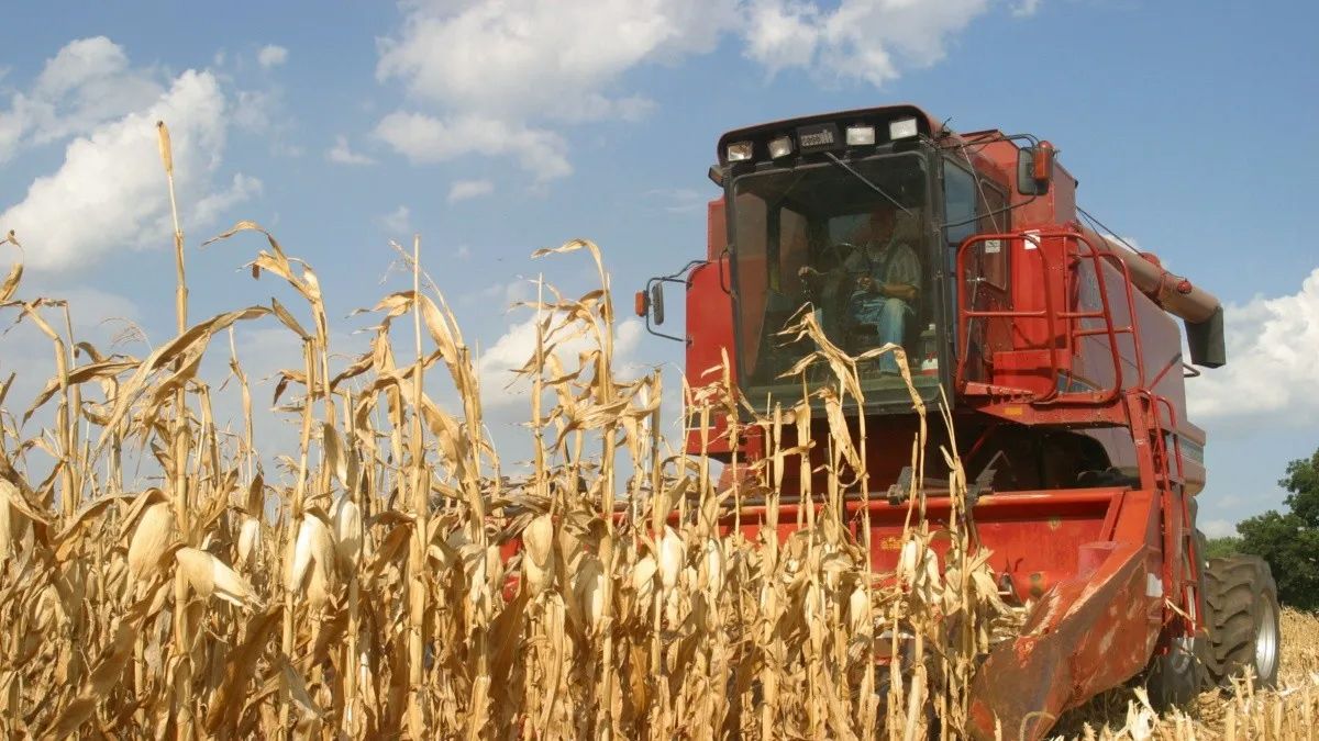 Junto a la soja y el trigo, el maíz también será útil en las billeteras virtuales para pagar la tasa vial. 