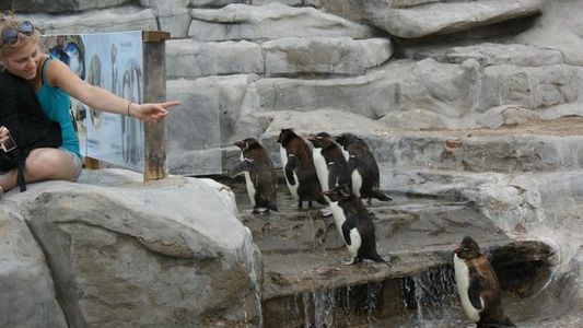 Polémica por cuatro pingüinos del ex Aquarium de Mar del Plata a la venta: cuánto cuestan