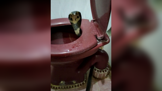 Horror: fue al baño y se encontró con una cobra en el inodoro