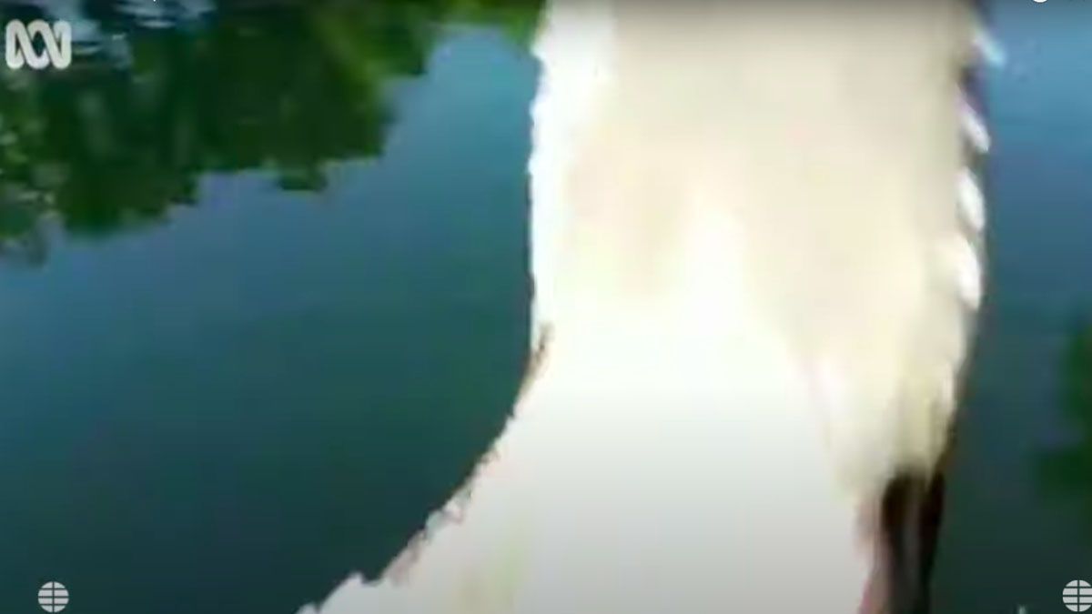 Un cocodrilo destrozó un dron que lo filmaba.
