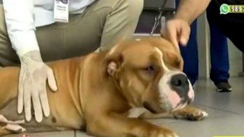 “Gordita”, la perrita maltratada y rescatada de un edificio, formará parte de la policía