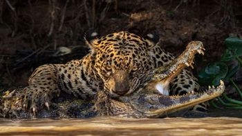 Las extraordinarias fotos en un concurso a la mejor imagen del año 2024