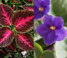 Ni tierra ni macetas: tres plantas que crecen en agua y son ideales para el hogar