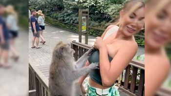 El mono atrevido intentó desnudar a una modelo