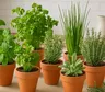 8 plantas aromáticas para tener en la cocina y perfumar la casa de forma natural