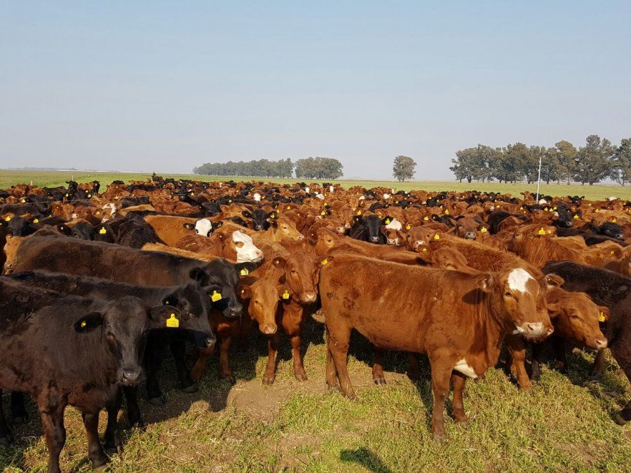 Campo solidario: ganaderos de La Pampa donarán carne para los sectores más necesitados