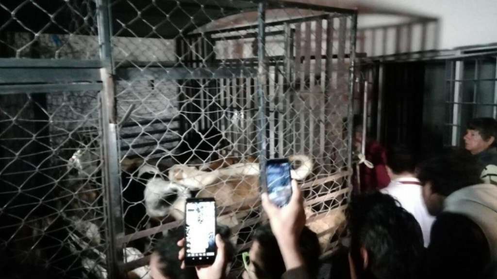 Conmoción: una mujer robaba perros para matarlos y vender la carne