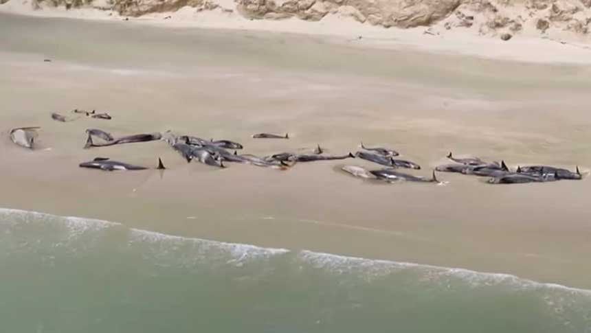 Cementerio de ballenas: 145 murieron en la cosa de una isla en Nueva Zelanda