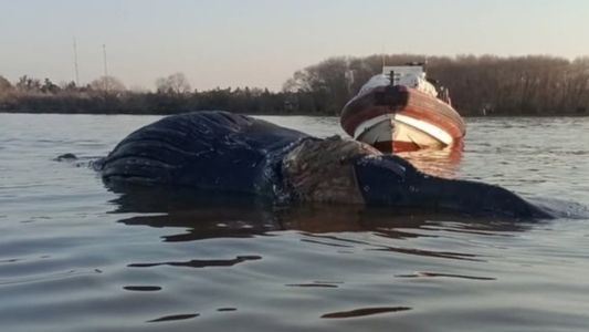 Conmoción: apareció otra ballena muerta, esta vez en el río Paraná