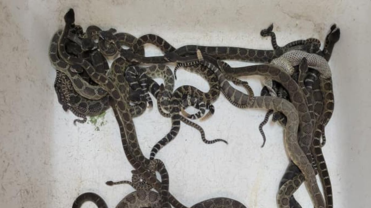 Estos animales se encontraban unos enredados con otros