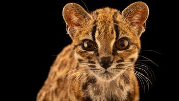 Descubrieron una nueva especie de gato: ¿puede estar en Argentina?