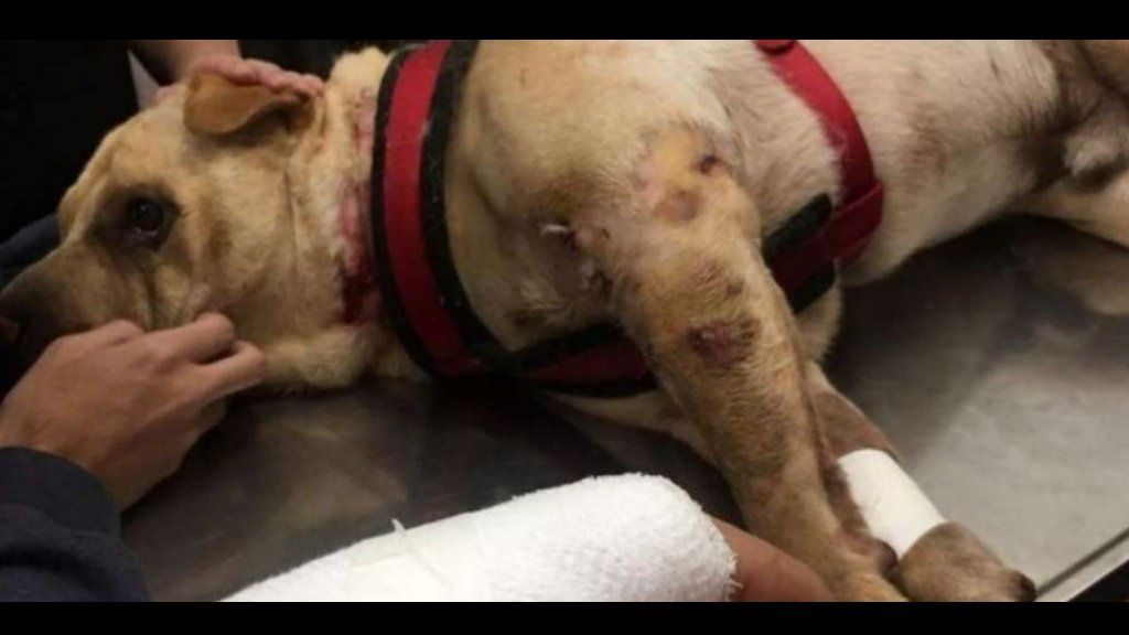 Una mujer le soltó la cadena a su pitbull y le ordenó que ataque al perro de una vecina