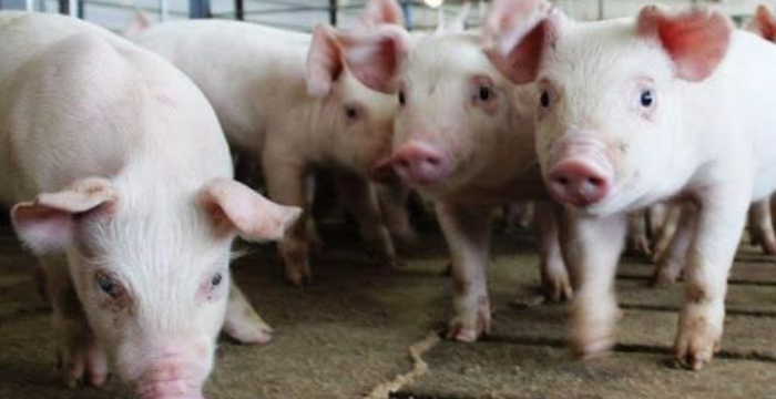 El Senasa declaró el alerta sanitaria en la Argentina ante la amenaza del Virus de Peste Porcina Africana (Foto: archivo).