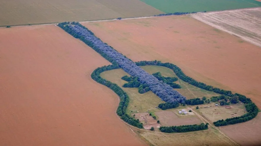 El hombre que plantó 7.000 árboles por amor y creó una obra única en Argentina