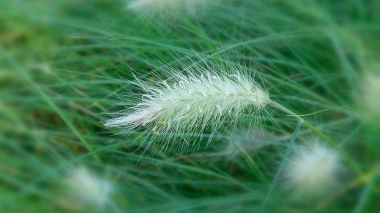 Las plantas autóctonas de Córdoba