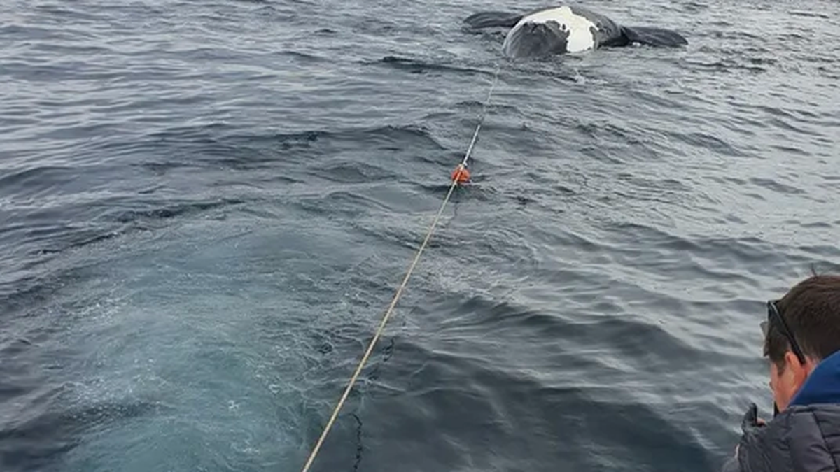 Encontraron seis ballenas muertas en las costas de Puerto Pirámides (Foto: Diario Jornada)