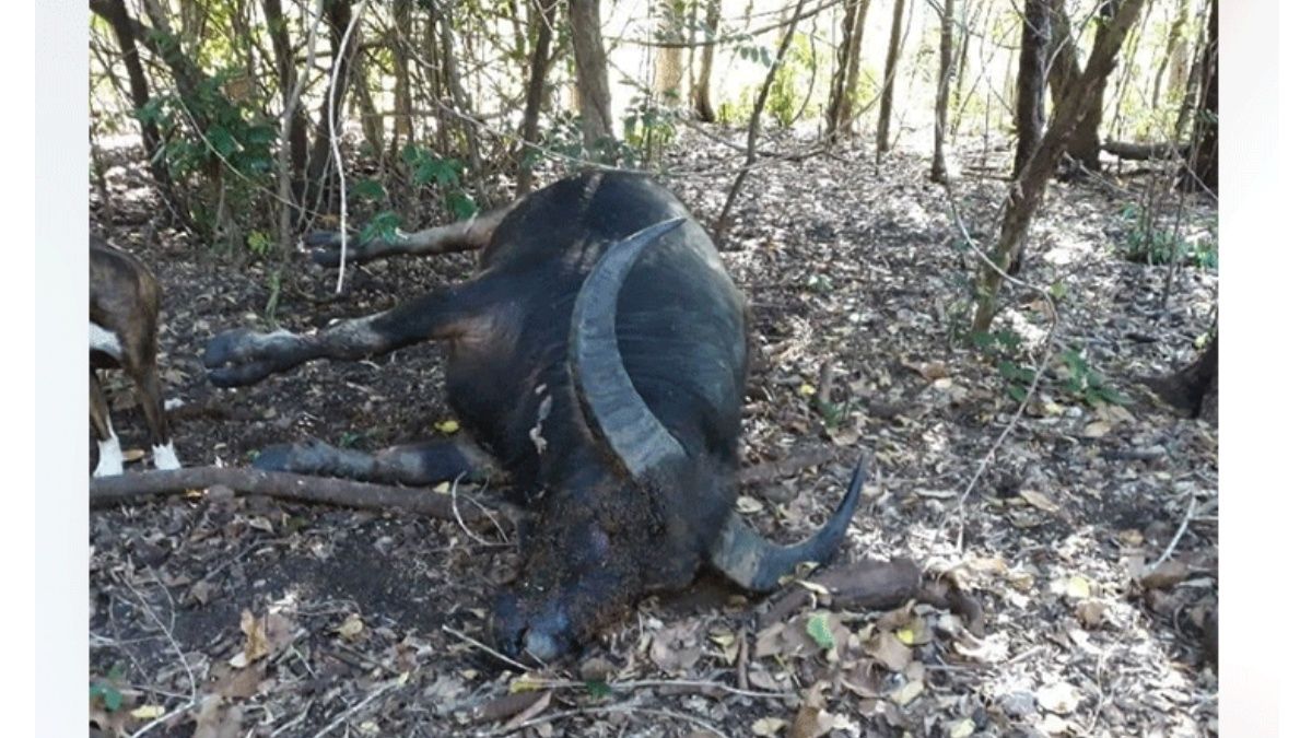 Búfalo moribundo atraviesa con su cuerno a cazador que le acababa de disparar