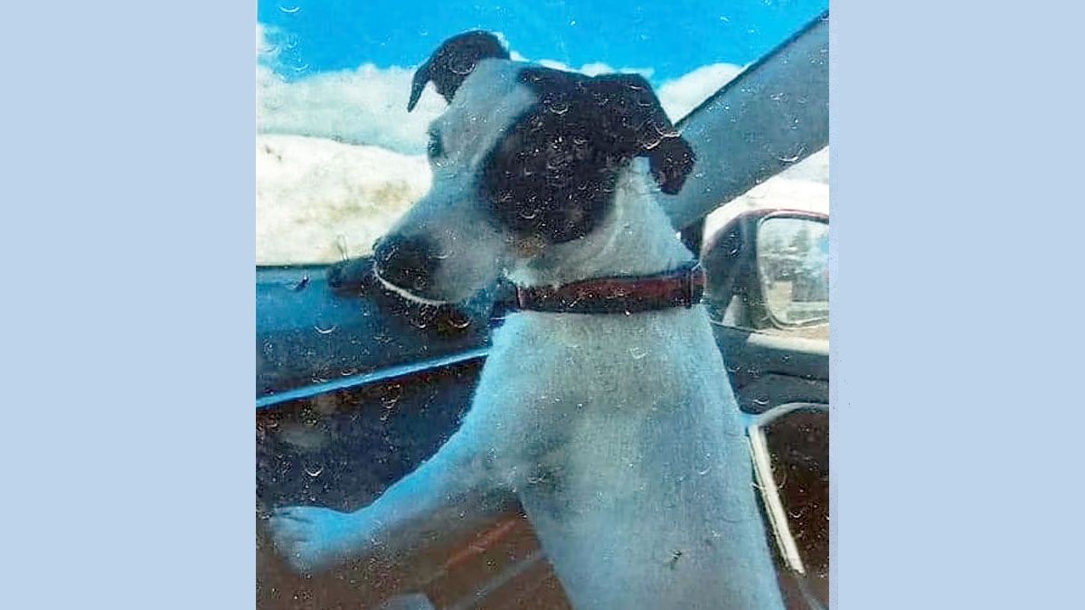 Finney, el perro que sobrevivió a su amo, perdido en un bosque de Colorado, pero permaneció con él hasta que lo rescataron. (Foto: Gentileza Denver Gazette)