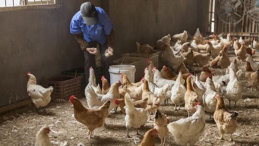 Por un caso de gripe aviar en aves de corral, Argentina suspendió la exportación de pollo