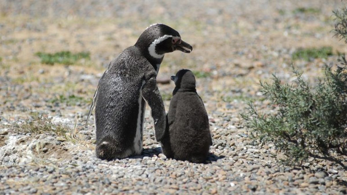 Punta Tombo: el dueño de un campo electrificó y aplastó cientos de nidos de pingüinos
