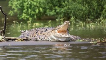 Boofhead es el nombre que recibe el cocodrilo de cuadro metros que reside en las aguas del río Proserpine, situado en Queensland (Australia) Boofhead es el nombre que recibe el cocodrilo de cuadro metros que reside en las aguas del río Proserpine, situado en Queensland (Australia)