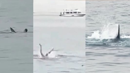Espeluznante: el video que muestra cómo un tiburón se devora a un turista