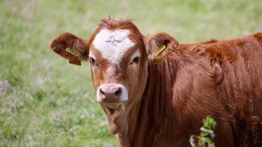 Otra explicación a la suba de precio de la carne: matarifes apuntan al bajo valor de los subproductos vacunos