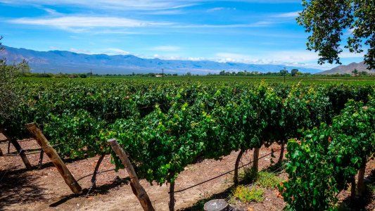Economías regionales en crisis: la industria del vino, entre el freno a las exportaciones por retenciones y la pérdida de competitividad