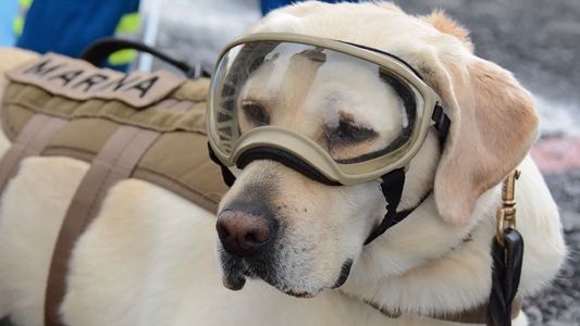 México llora la muerte de Frida, la perrita rescatista considerada heroína nacional