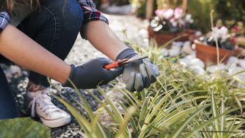 El sorprendente secreto de la planta que estás arrancando de tu jardín sin saberlo