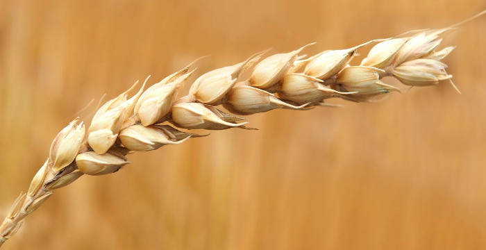 Las lluvias demoran la implantación de trigo al sur del área agrícola