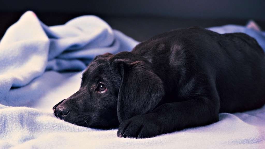 Horror en Viedma: le clavaron un cuchillo en la cabeza a un perro